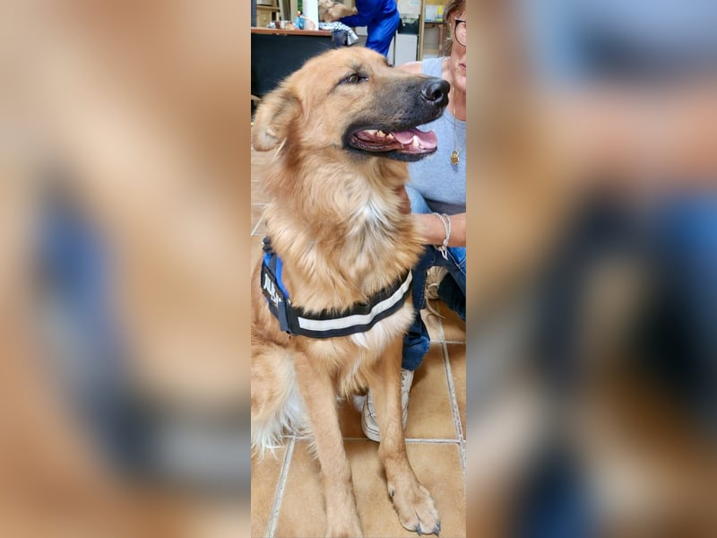 Sudan - verschmust,lerinfreudig, freundlich und BEREITS IN DEUTSCHLAND