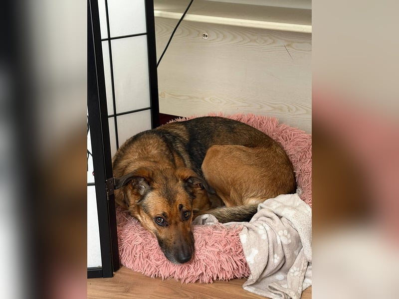 Dina, zutraulich, freundlich und lernwillig