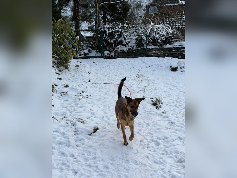 Dina, zutraulich, freundlich und lernwillig