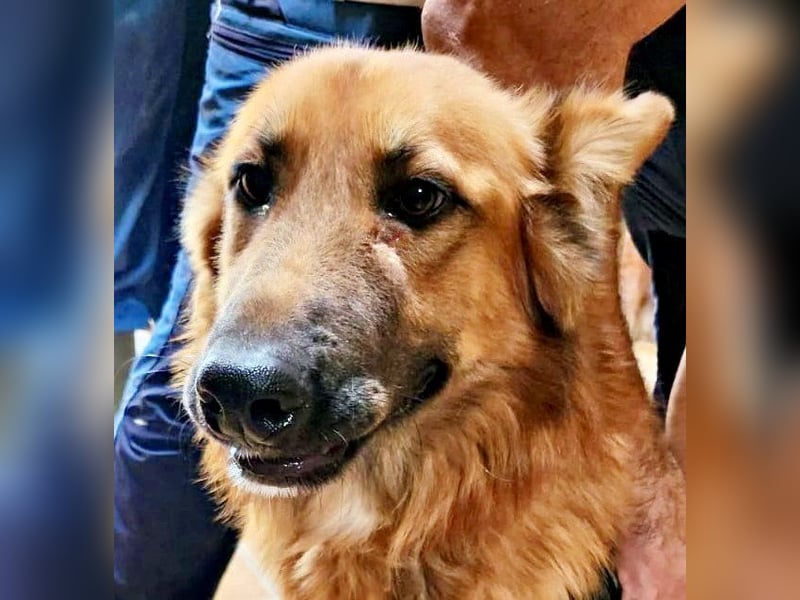 Sudan - verschmust,lerinfreudig, freundlich und BEREITS IN DEUTSCHLAND