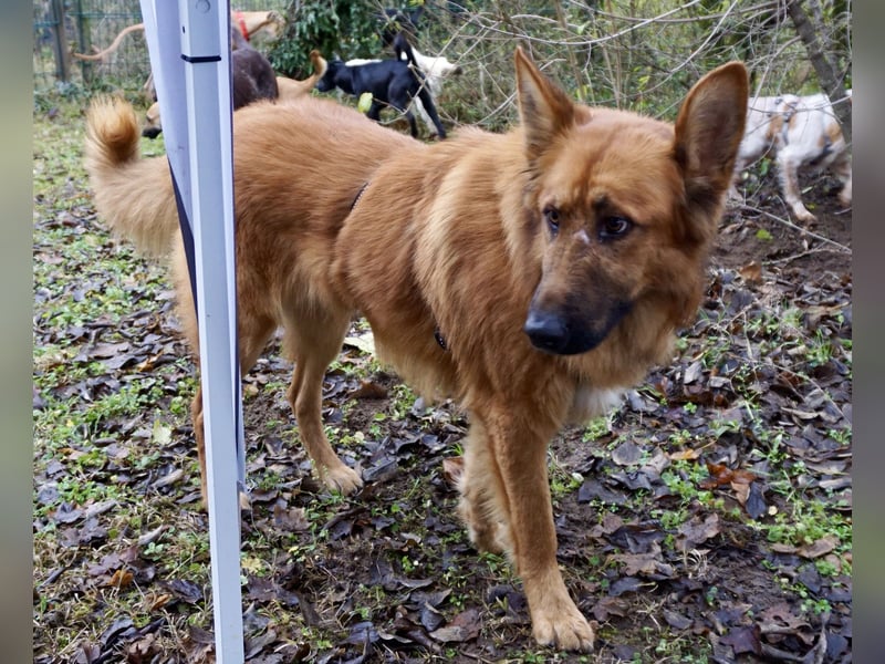 Sudan - verschmust,lerinfreudig, freundlich und BEREITS IN DEUTSCHLAND