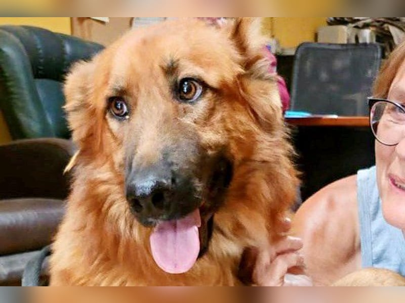 Sudan - verschmust,lerinfreudig, freundlich und BEREITS IN DEUTSCHLAND