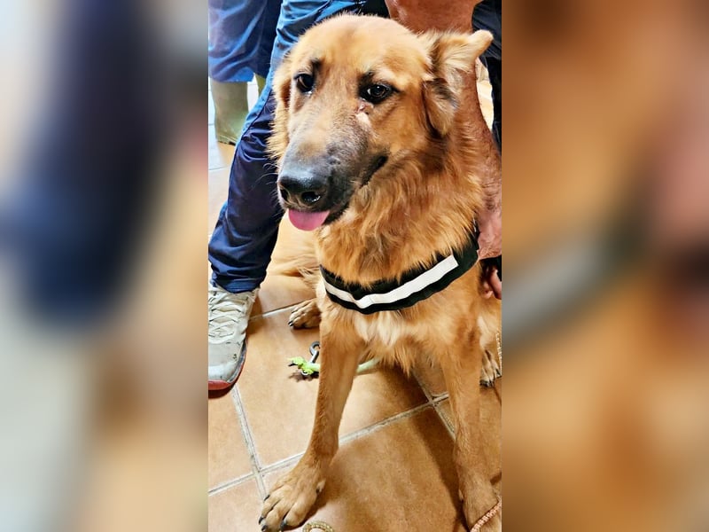 Sudan - verschmust,lerinfreudig, freundlich und BEREITS IN DEUTSCHLAND