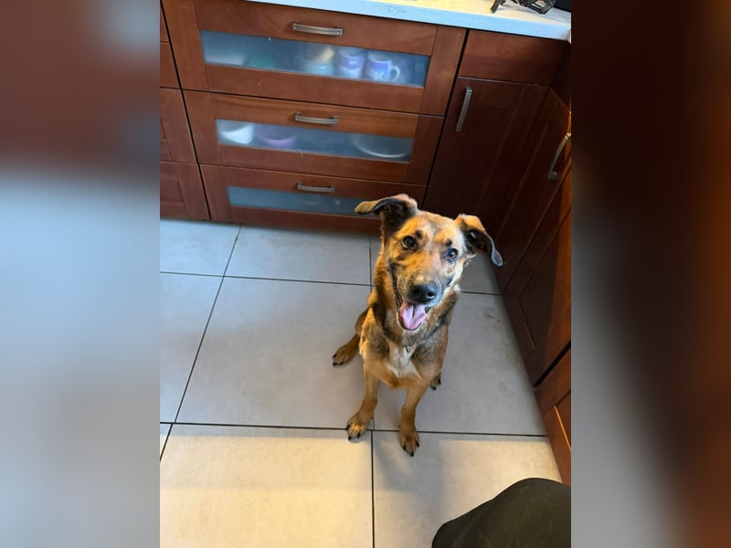 Dina, zutraulich, freundlich und lernwillig