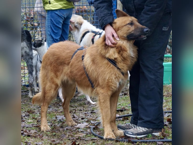 Sudan - verschmust,lerinfreudig, freundlich und BEREITS IN DEUTSCHLAND