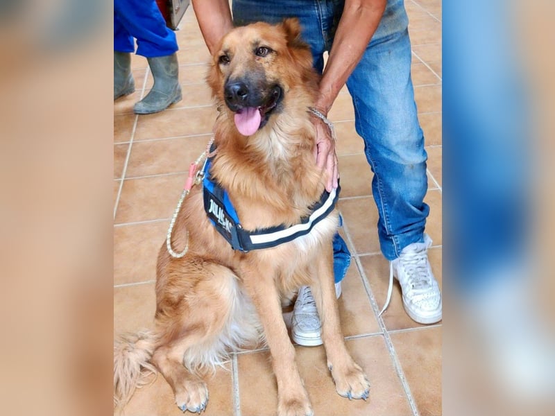 Sudan - verschmust,lerinfreudig, freundlich und BEREITS IN DEUTSCHLAND