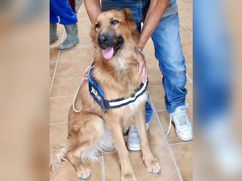 Sudan - verschmust,lerinfreudig, freundlich und BEREITS IN DEUTSCHLAND