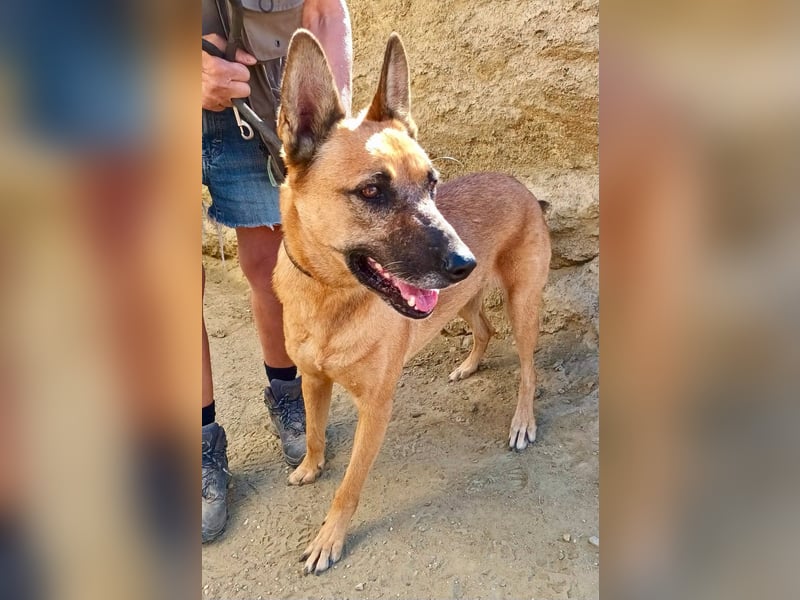 Linda - Schäferhund-Mixhündin - neugierig, verschmust, zutraulich