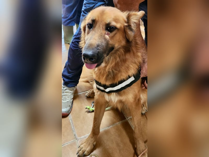 Sudan - verschmust,lerinfreudig, freundlich und BEREITS IN DEUTSCHLAND