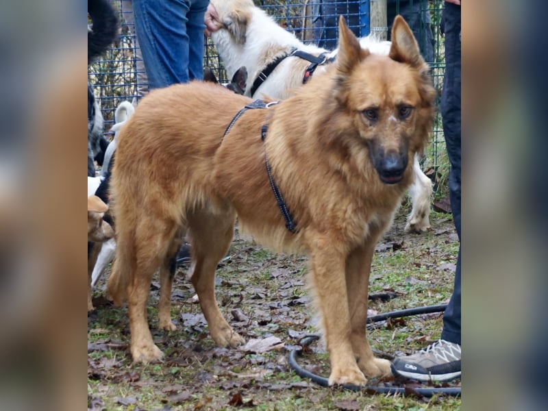 Sudan - verschmust,lerinfreudig, freundlich und BEREITS IN DEUTSCHLAND