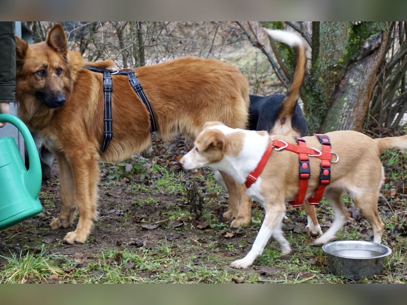 Sudan - verschmust,lerinfreudig, freundlich und BEREITS IN DEUTSCHLAND