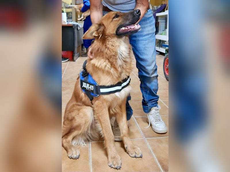 Sudan - aufmerksam, genießt Streicheleinheiten und verspielt