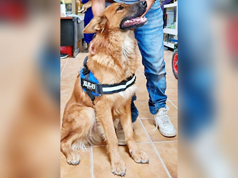 Sudan - verschmust,lerinfreudig, freundlich und BEREITS IN DEUTSCHLAND