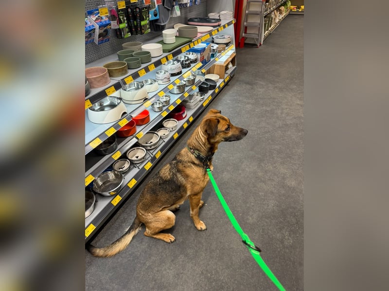 Dina, zutraulich, freundlich und lernwillig