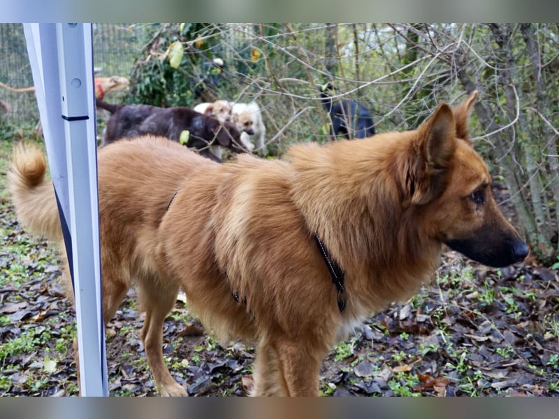 Sudan - verschmust,lerinfreudig, freundlich und BEREITS IN DEUTSCHLAND