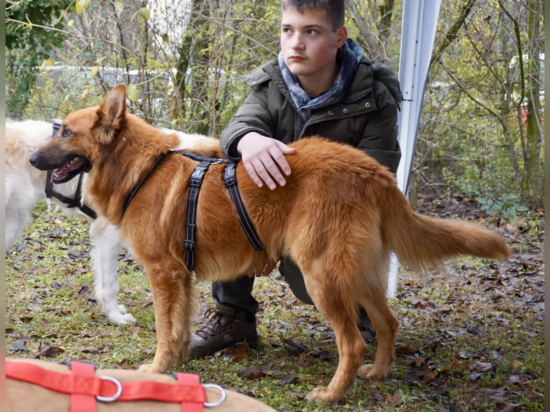 Sudan - verschmust,lerinfreudig, freundlich und BEREITS IN DEUTSCHLAND