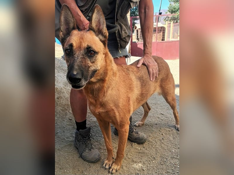 Linda - Schäferhund-Mixhündin - neugierig, verschmust, zutraulich