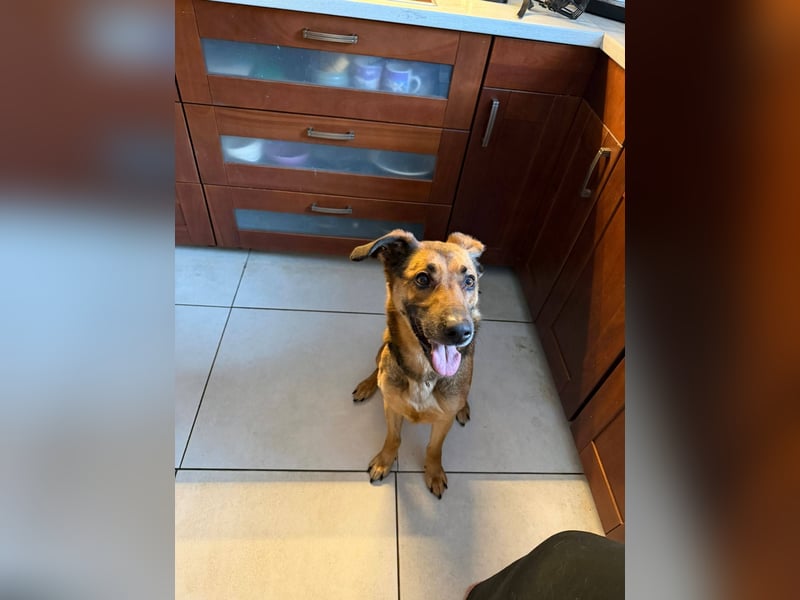 Dina, zutraulich, freundlich und lernwillig