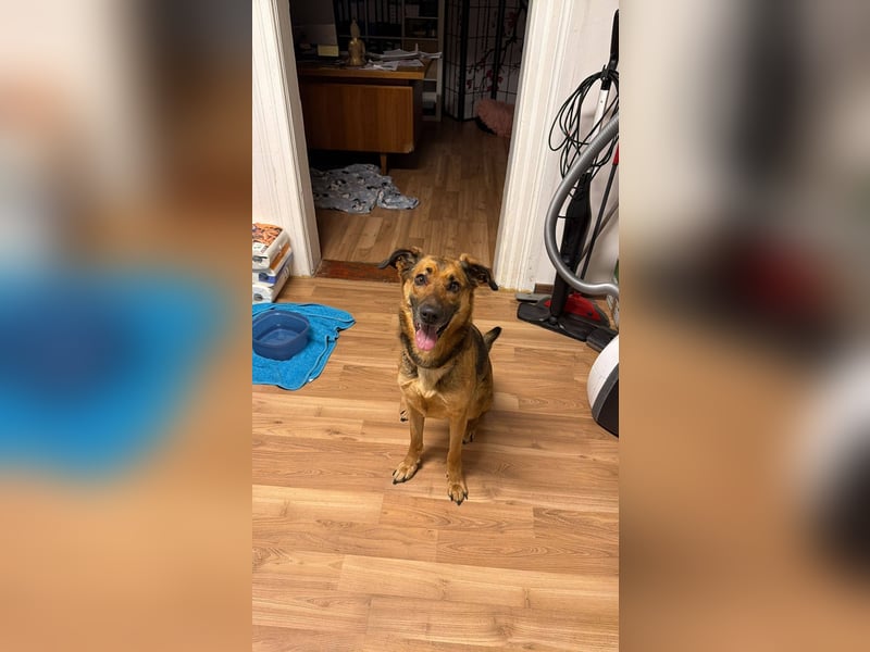 Dina, zutraulich, freundlich und lernwillig