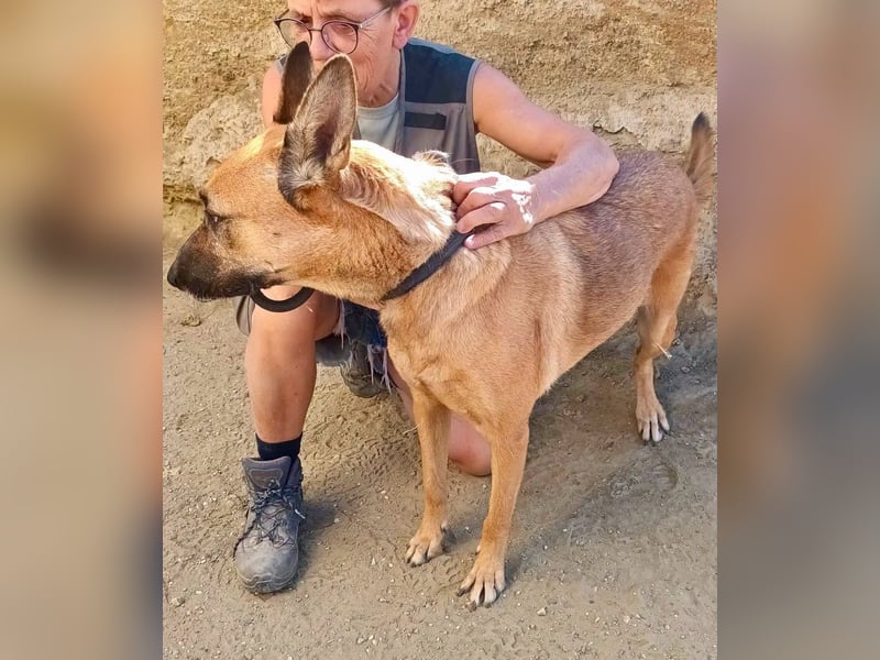 Linda - Schäferhund-Mixhündin - neugierig, verschmust, zutraulich