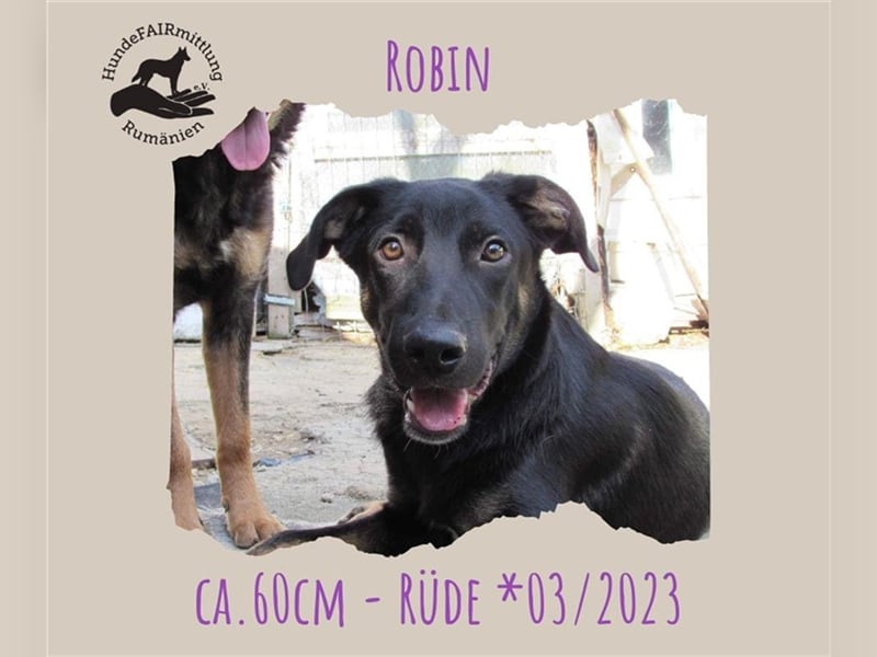 Robin - Schäferhundemix