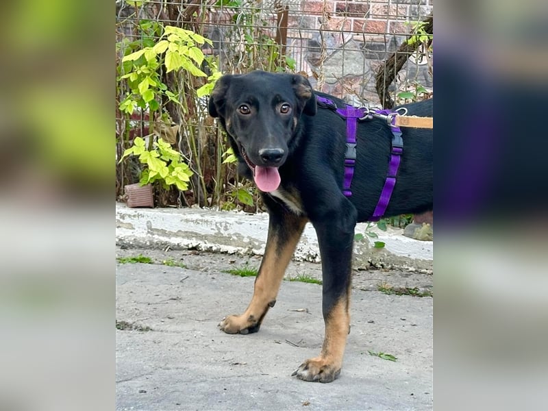 Robin - Schäferhundemix