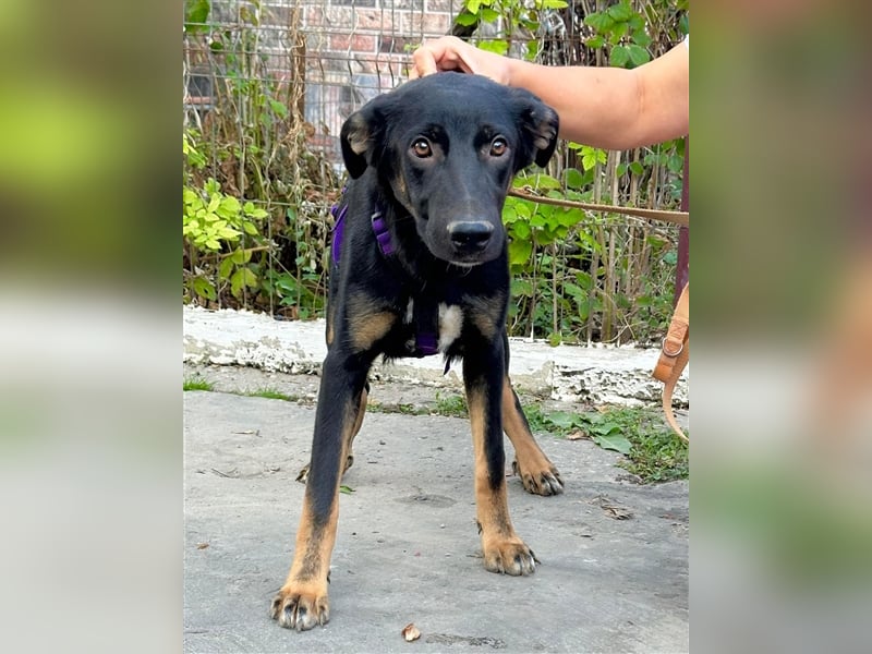 Robin - Schäferhundemix