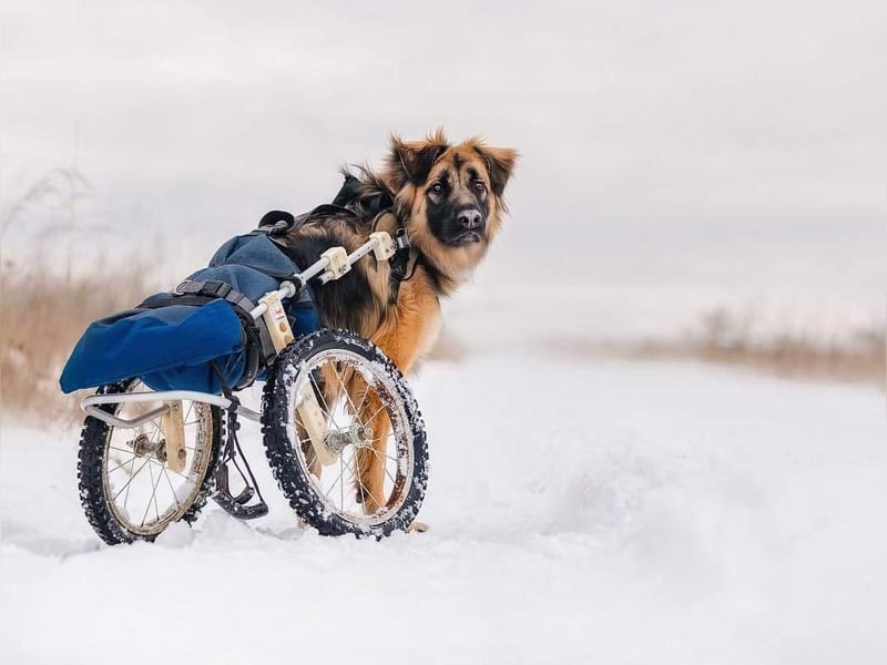Besonderer Enger sucht seine Menschen