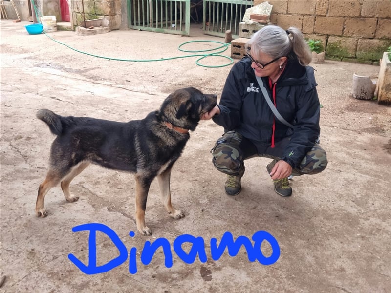 Dinamo