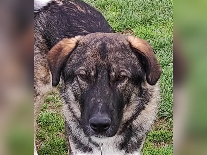 Lupo