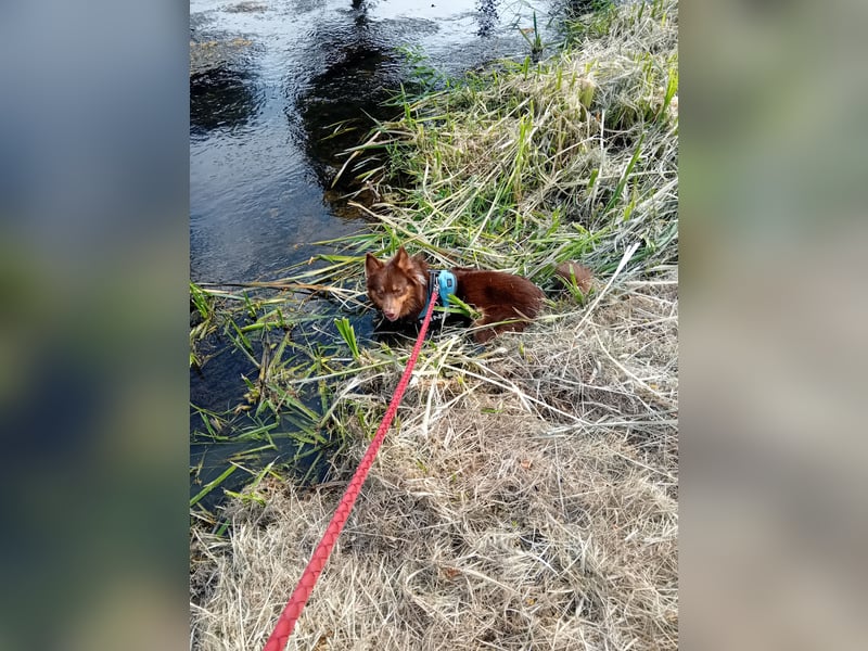 Border Collie-Schäferhund mix sucht jemanden Mut viel Geduld und Zeit