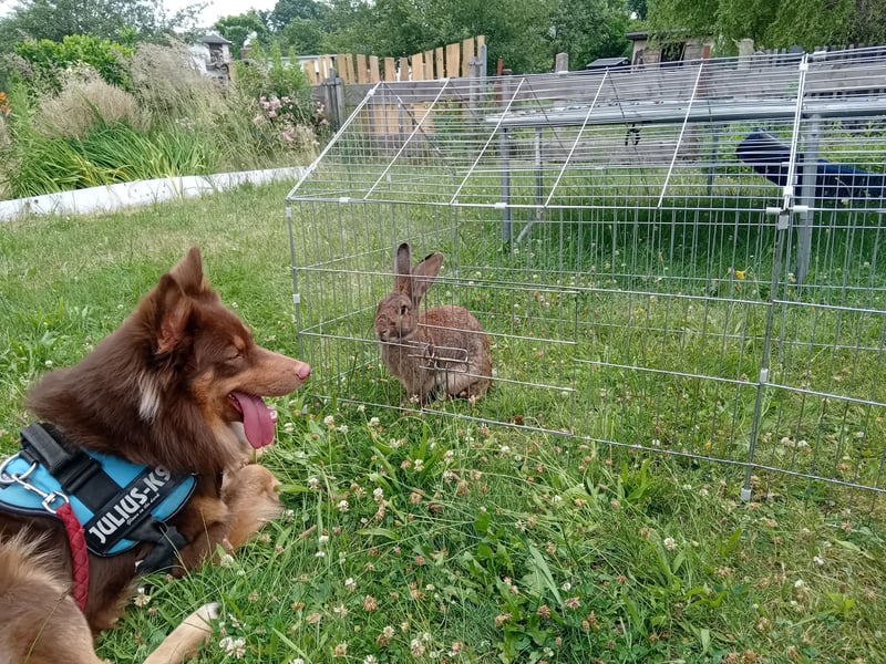 Border Collie-Schäferhund mix sucht jemanden Mut viel Geduld und Zeit