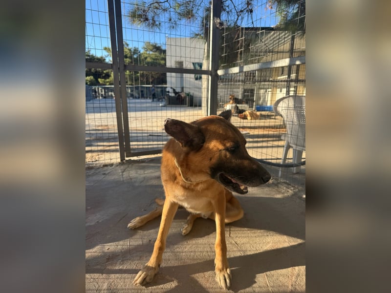 Wundervolle Schäferhundmix Hundeseele MATOUK sucht ein Zuhause