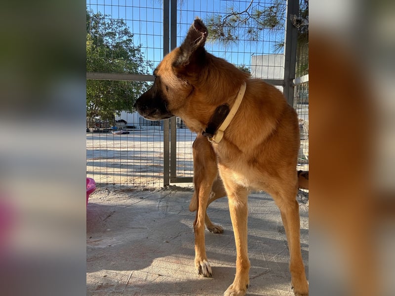 Wundervolle Schäferhundmix Hundeseele MATOUK sucht ein Zuhause
