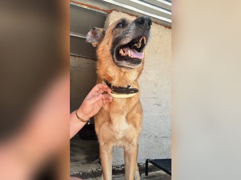 Wundervolle Schäferhundmix Hundeseele MATOUK sucht ein Zuhause