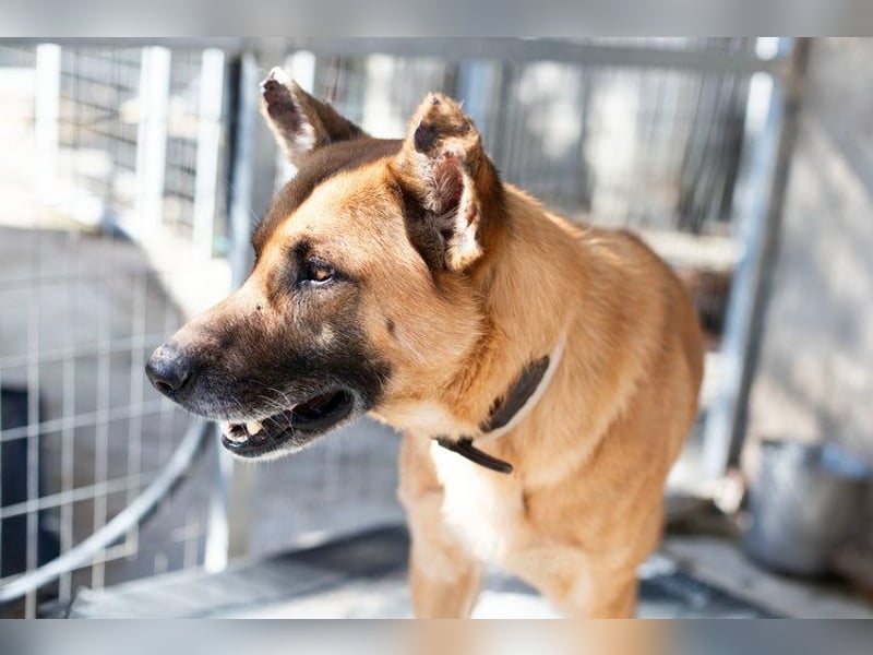Wundervolle Schäferhundmix Hundeseele MATOUK sucht ein Zuhause