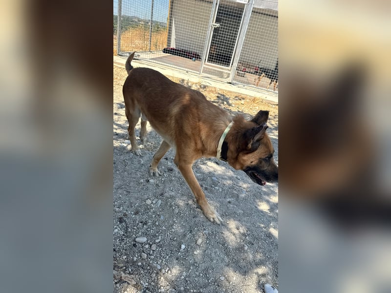 Wundervolle Schäferhundmix Hundeseele MATOUK sucht ein Zuhause