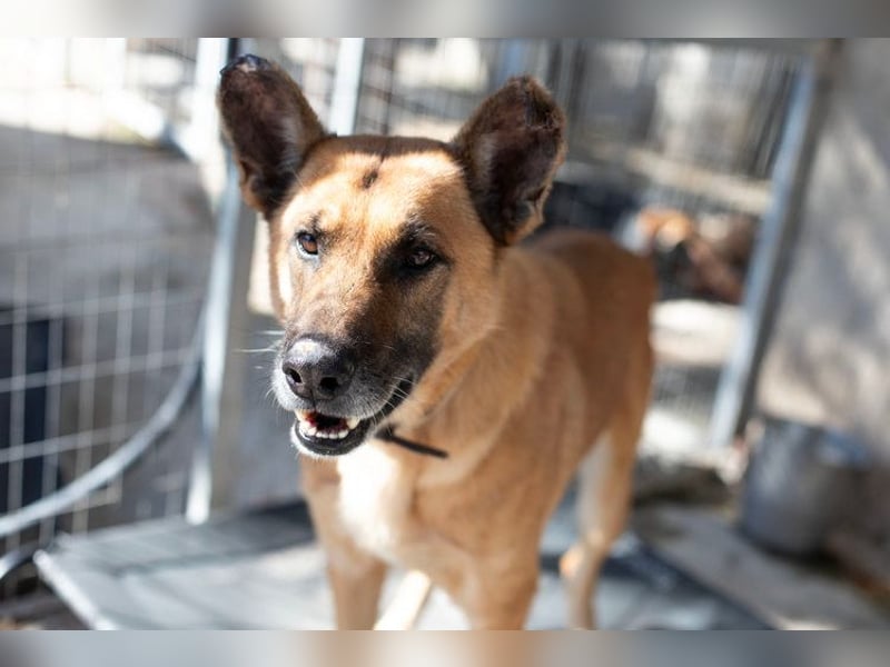 Wundervolle Schäferhundmix Hundeseele MATOUK sucht ein Zuhause