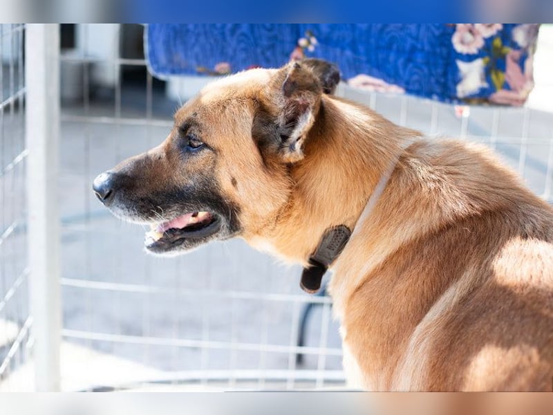 Wundervolle Schäferhundmix Hundeseele MATOUK sucht ein Zuhause