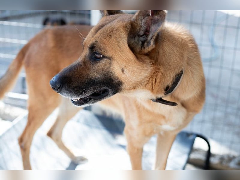 Wundervolle Schäferhundmix Hundeseele MATOUK sucht ein Zuhause