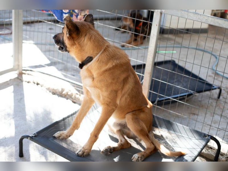 Wundervolle Schäferhundmix Hundeseele MATOUK sucht ein Zuhause