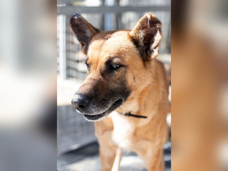 Wundervolle Schäferhundmix Hundeseele MATOUK sucht ein Zuhause