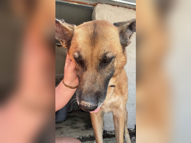 Wundervolle Schäferhundmix Hundeseele MATOUK sucht ein Zuhause