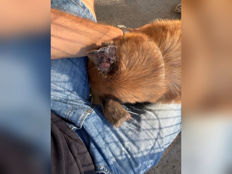 Wundervolle Schäferhundmix Hundeseele MATOUK sucht ein Zuhause