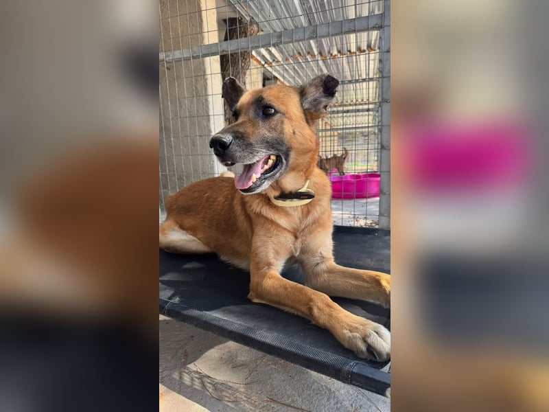 Wundervolle Schäferhundmix Hundeseele MATOUK sucht ein Zuhause