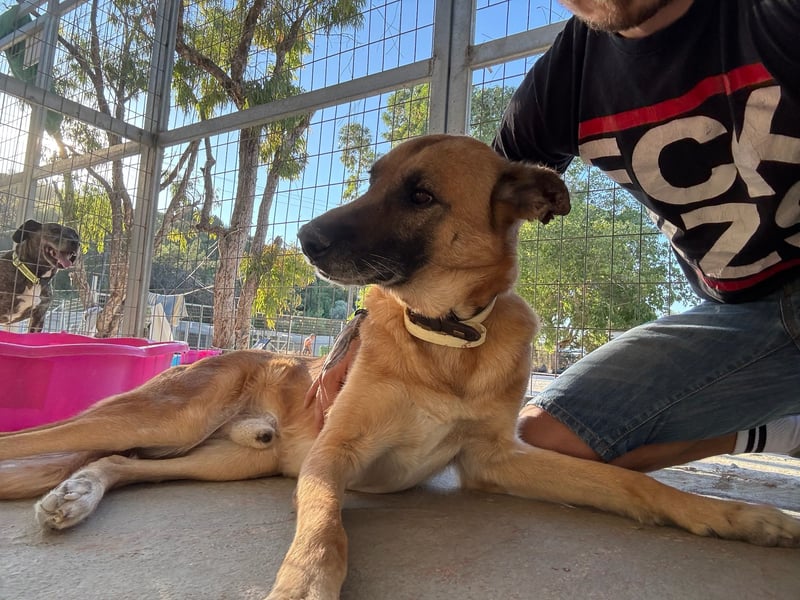 Wundervolle Schäferhundmix Hundeseele MATOUK sucht ein Zuhause