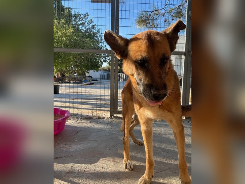 Wundervolle Schäferhundmix Hundeseele MATOUK sucht ein Zuhause
