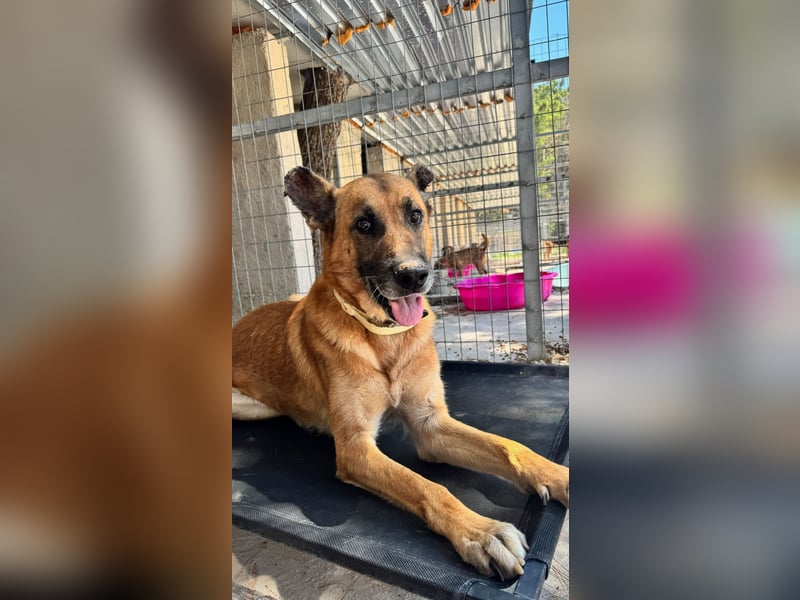 Wundervolle Schäferhundmix Hundeseele MATOUK sucht ein Zuhause