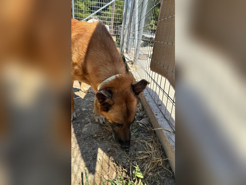 Wundervolle Schäferhundmix Hundeseele MATOUK sucht ein Zuhause