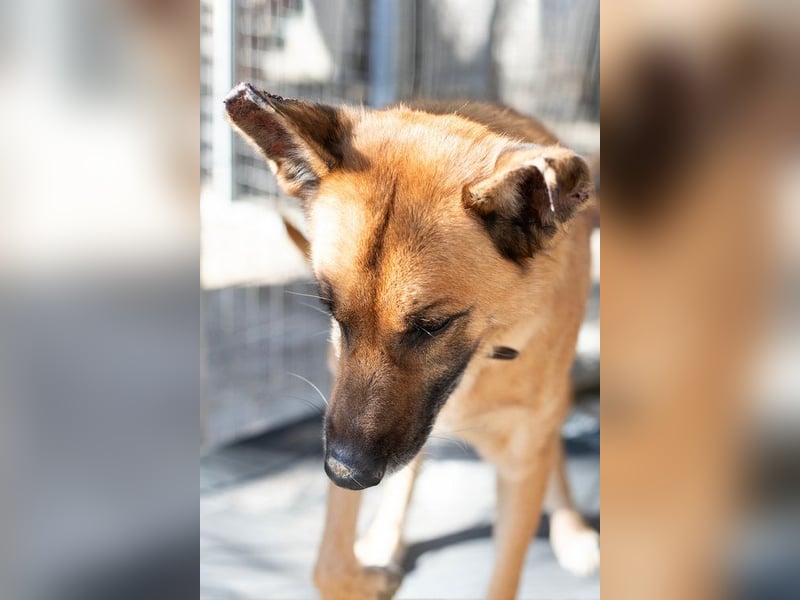 Wundervolle Schäferhundmix Hundeseele MATOUK sucht ein Zuhause